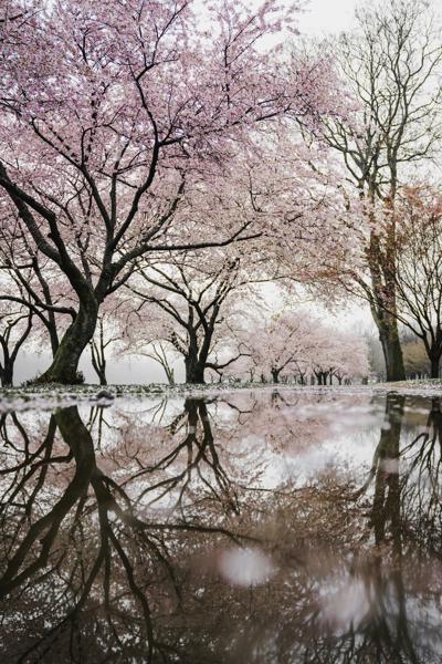 spring